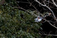 ヤマセミ　Crested Kingfisher ※1D4 EF540 F4 ISO500 SS1/1000