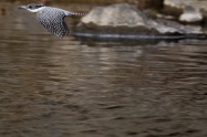 ヤマセミ　Crested Kingfisher ※1D4 EF540 F5.6 ISO400 SS1/1000