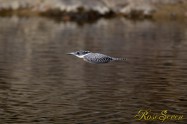 ヤマセミ　Crested Kingfisher ※1D4 EF540 F5.6 ISO400 SS1/1000