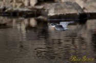 ヤマセミ　Crested Kingfisher ※1D4 EF540 F5.6 ISO400 SS1/1000