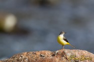 Grey Wagtail　キセキレイ