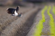 Northern lapwing　タゲリ