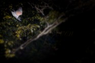 ヤマセミ　Crested Kingfisher (MBL) ※1D4 EF540
