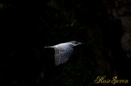 ヤマセミ　Crested Kingfisher ※1D4 EF540 F5.6 ISO400 SS1/1250