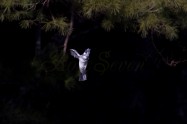 ヤマセミ　Crested Kingfisher ※1D4 EF540 F5.6 ISO400 SS1/1250