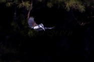 ヤマセミ　Crested Kingfisher ※1D4 EF540 F5.6 ISO400 SS1/1250