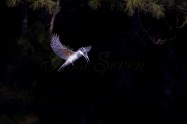 ヤマセミ　Crested Kingfisher ※1D4 EF540 F5.6 ISO400 SS1/1250