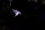 ヤマセミ　Crested Kingfisher ※1D4 EF540 F5.6 ISO400 SS1/1250