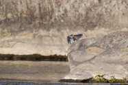 ヤマセミ　Crested Kingfisher ※1D4 EF540 F5.6 ISO400 SS1/1000