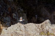 ヤマセミ　Crested Kingfisher ※1D4 EF540 F5.6 ISO400 SS1/1000