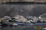 ヤマセミ　Crested Kingfisher ※1D4 EF540 F4 ISO800 SS1/1000