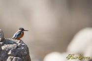 カワセミ　Common Kingfisher