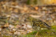 White's Thrush トラツグミ