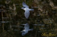 ヤマセミ　Crested Kingfisher ※1D4 EF540 F4 ISO800 SS1/1000