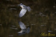 ヤマセミ　Crested Kingfisher ※1D4 EF540 F4 ISO800 SS1/1000