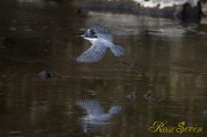 ヤマセミ　Crested Kingfisher ※1D4 EF540 F4 ISO800 SS1/1000