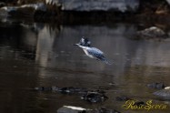 ヤマセミ　Crested Kingfisher ※1D4 EF540 F4 ISO800 SS1/1000