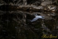 ヤマセミ　Crested Kingfisher ※1D4 EF540 F4 ISO800 SS1/1000