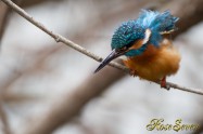 カワセミ　Common Kingfisher