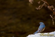 Red-flanked bluetail　ルリビタキ