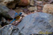 Red-flanked bluetail　ルリビタキ