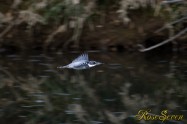 ヤマセミ　Crested Kingfisher ※1D4 EF540 F4 ISO1250 SS1/320