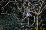 ヤマセミ　Crested Kingfisher ※1D4 EF540 F4 ISO1000 SS1/800