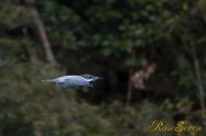 ヤマセミ　Crested Kingfisher ※1D4 EF540 F4 ISO1000 SS1/800