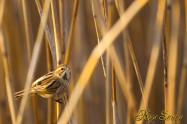 Reed bunting　オオジュリン