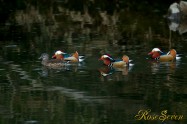 Mandarin duck Male　オシドリ