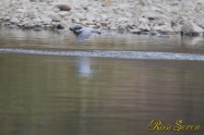 ヤマセミ　Crested Kingfisher ※1D4 EF540 F5.6 ISO1600 SS1/800