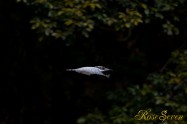 ヤマセミ　Crested Kingfisher ※1D4 EF540 F4 ISO640 SS1/800