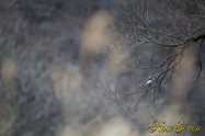 ヤマセミ　Crested Kingfisher ※1D4 EF540 F4 ISO400 SS1/640