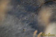 ヤマセミ　Crested Kingfisher ※1D4 EF540 F4 ISO200 SS1/1000