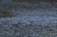 ヤマセミ　Crested Kingfisher ※1D4 EF540 F7.1 ISO200 SS1/640