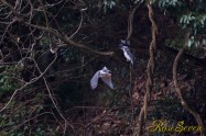 ヤマセミ　Crested Kingfisher ※1D4 EF540 F4 ISO800 SS1/640