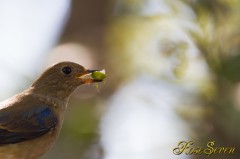 Blue-and-white Flycatcher