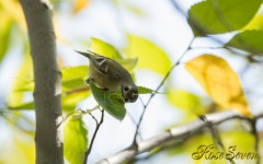 Goldcrest　キクイタダキ