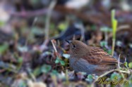 Japanese Accentor　カヤクグリ