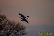 Bean Goose　オオヒシクイ　Canon Eos-1D X　EF600 F4L IS II USM ISO400 F4 SS1/1000