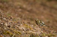 White's Thrush トラツグミ