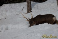 雪を掘り　餌を探すエゾシカ　Hokkaido Sika Deer
