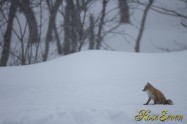 極寒と空腹に耐える　キタキツネ　Ezo red fox