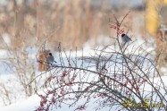 Bullfinch　アカウソ （2013/02）