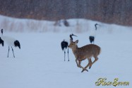 Hokkaido Sika Deer　エゾシカ