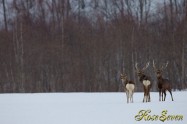 エゾシカ　Hokkaido Sika Deer