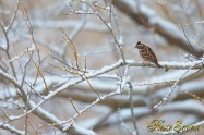 カシラダカ Rustic Bunting