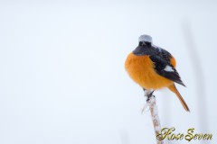 Daurian Redstart　ジョウビタキ