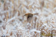 モズ　Bull-headed shrike