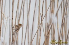 Reed Bunting　オオジュリン